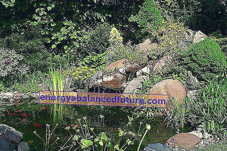 Jardines de rocas en frente de la casa y en el jardín: ideas, inspiraciones, fotos 3