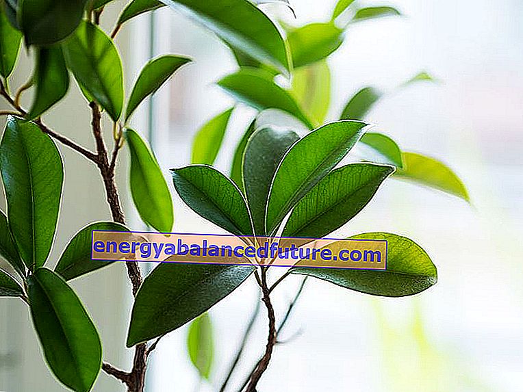 Ficus-ginseng (tylsä ​​ficus) - viljely, hoito, kastelu, karsiminen, hinta 2