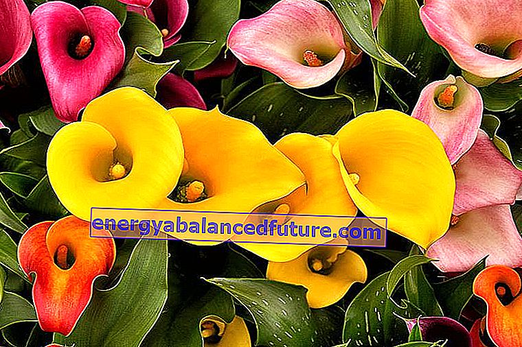 Potte calla - en blomst, der vil tilfredsstille ethvert hjem - pleje, vanding, rådgivning