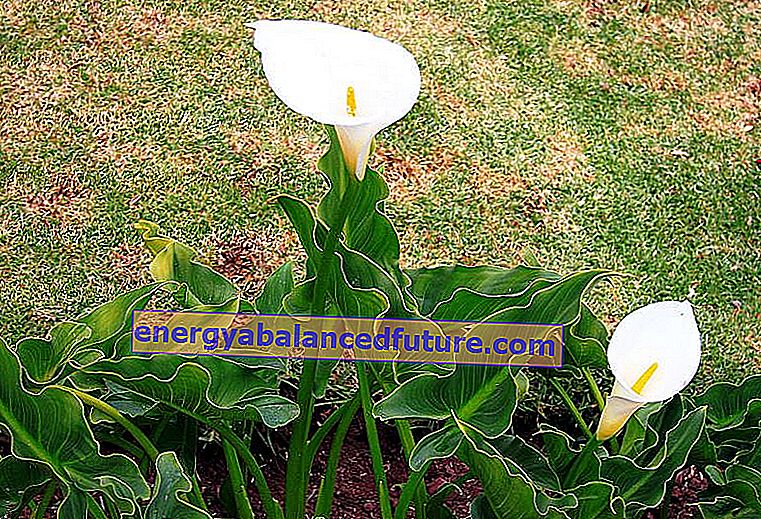 Pottet calla - en blomst som vil tilfredsstille hvert hjem - stell, vanning, råd