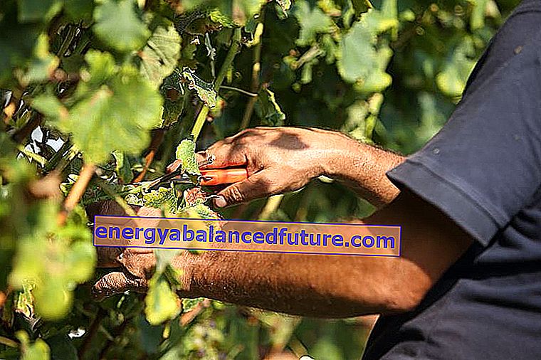 Вирощування та зрізання винограду - практичні поради 2