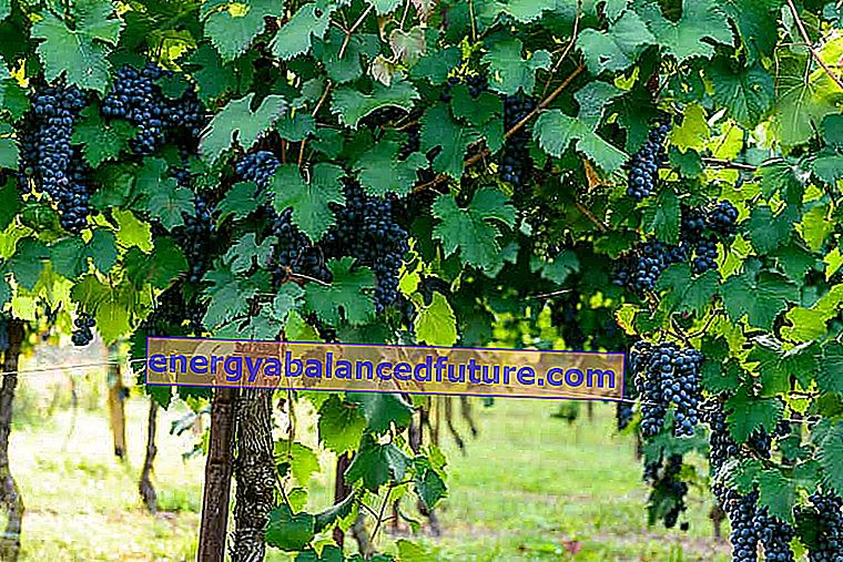 Виноградна лоза з виноградом гронами