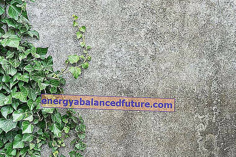 Ivy irlandesa (Hedera hibernica) - plantación, cultivo, cuidado