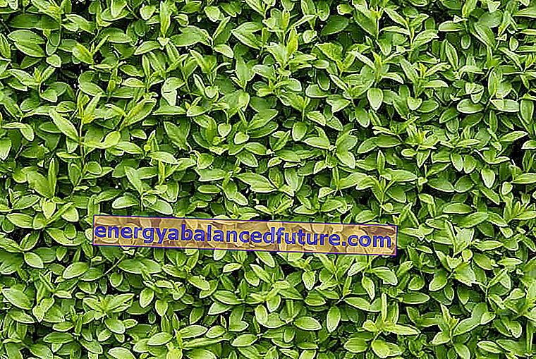 Вічнозелена бирюза - ціни на саджанці, опис, вирощування живоплоту, обрізка