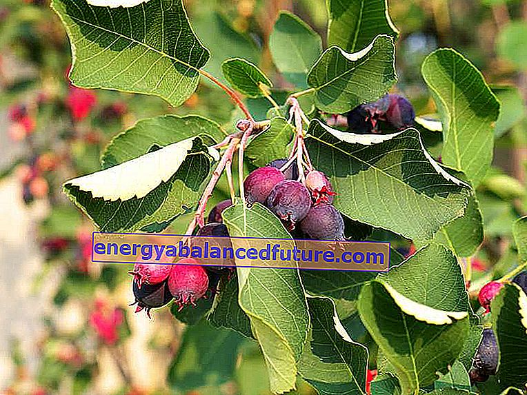Modning kaprifol frukt på grenen