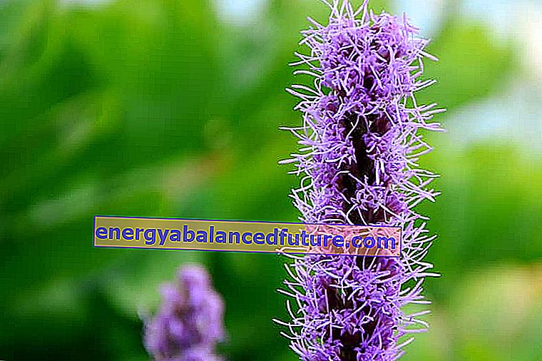 Piikkiliatrixin violetti kukka kukinnan aikana, jonka lajikkeet ovat erittäin mielenkiintoisia ja joiden viljely ei ole todella monimutkaista