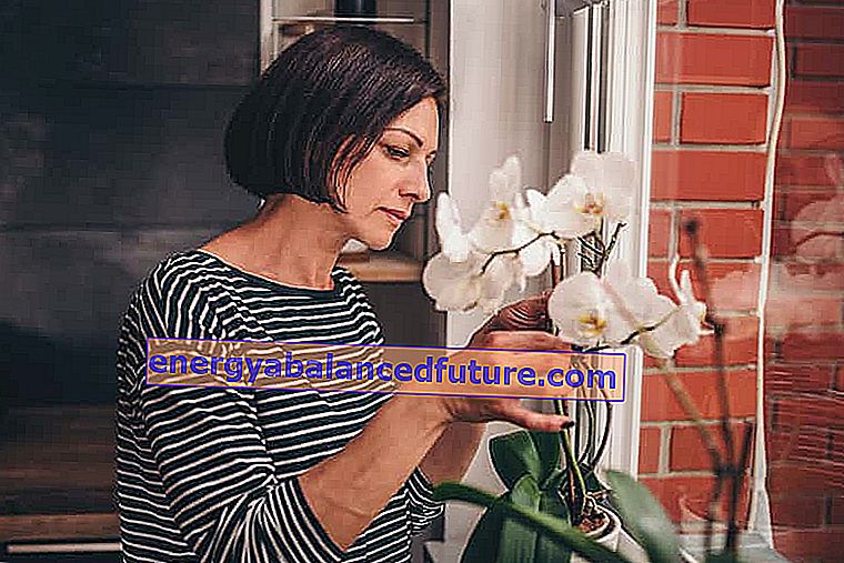 Reprodukcia orchideí - ako naočkovať orchideu krok za krokom