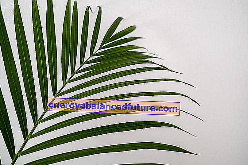 Areca dypsis lutescens, eller areca palmer og et nærbilde av bladene på en hvit bakgrunn, så vel som dyrking