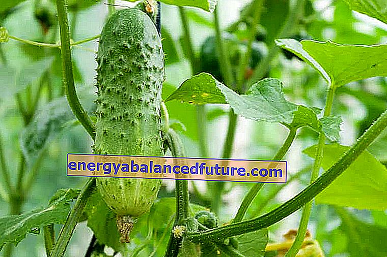 Mleté uhorky - výsadba, postupné pestovanie, starostlivosť a poradenstvo