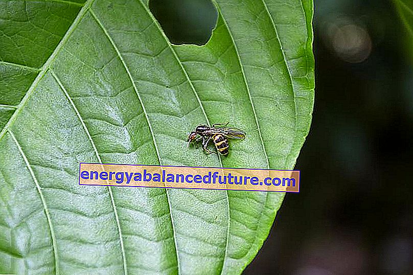 En vægbetjent sidder på et grønt blad, et hornetlignende insekt