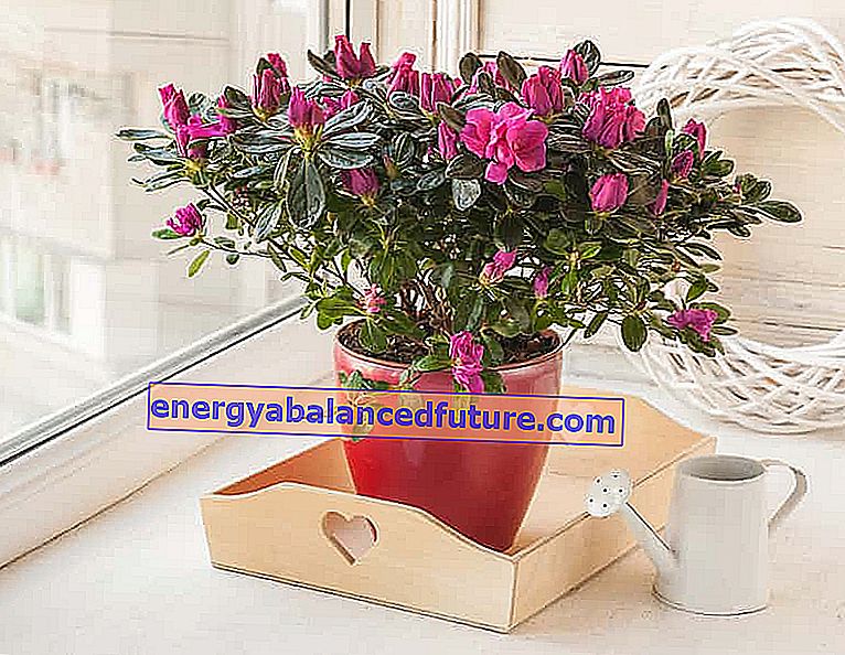 Rhododendron σε γλάστρα - στην ταράτσα και στο μπαλκόνι - καλλιέργεια, φροντίδα, χειμώνας 2