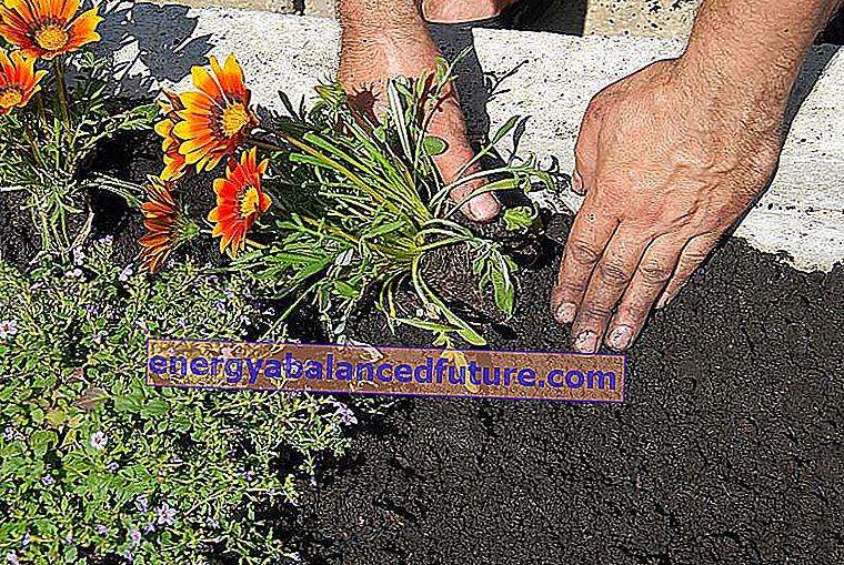 Gazania çiçeği - fiyatı, çeşitleri, ekim, yetiştirme, bakım ve üreme 3