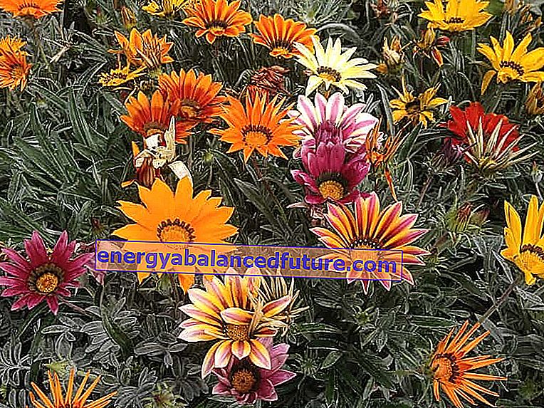 Gazania çiçeği - fiyat, çeşitleri, ekim, yetiştirme, bakım ve üreme 2