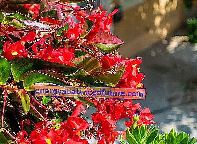 Begonia neustále kvitne v záhrade