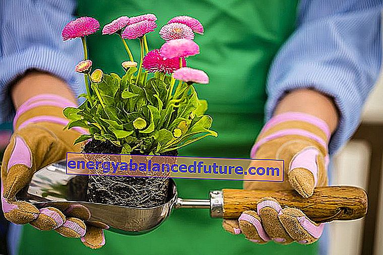 Sedmokrásky v domácnosti a záhrade - pestovanie, starostlivosť, požiadavky, tipy 2