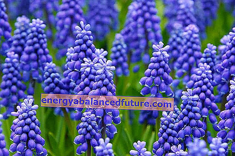 Hroznový hyacint - odrody, výsadba, pestovanie, starostlivosť, poradenstvo