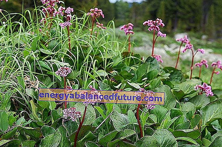 Bergenia - una de las plantas perennes más bellas - cuidado, cultivo, datos interesantes 2