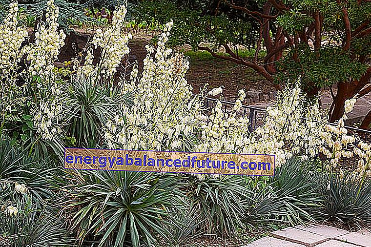 Garden yucca - φροντίδα, πότισμα και μεταμόσχευση ενός δημοφιλούς φυτού εσωτερικού χώρου