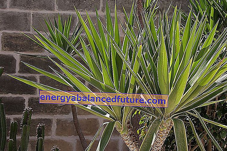 Garden yucca - φροντίδα, πότισμα και μεταφύτευση ενός δημοφιλούς φυτού εσωτερικού χώρου 3