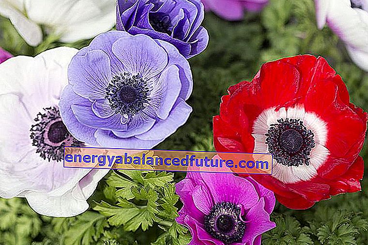 Koronar anemone (anemone) - plantning, dyrkning, pleje, tip 2