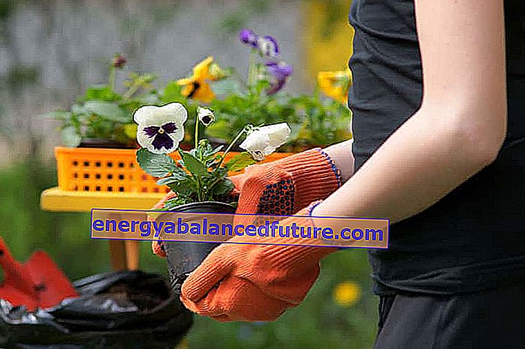 Orvokit puutarhassa - lajikkeet, istutus, viljely, hoito