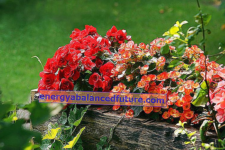 Knollete begonia - dyrking, stell, planting og andre tips