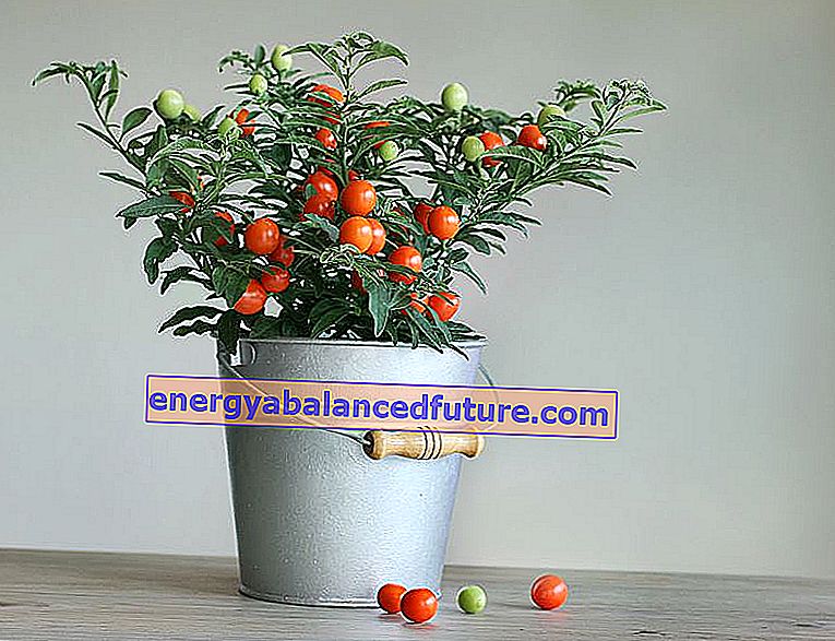 Evde veya balkonda bağımsız olarak kiraz domates nasıl yetiştirilir?  2