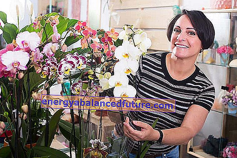 Kvinde blandt orkideer