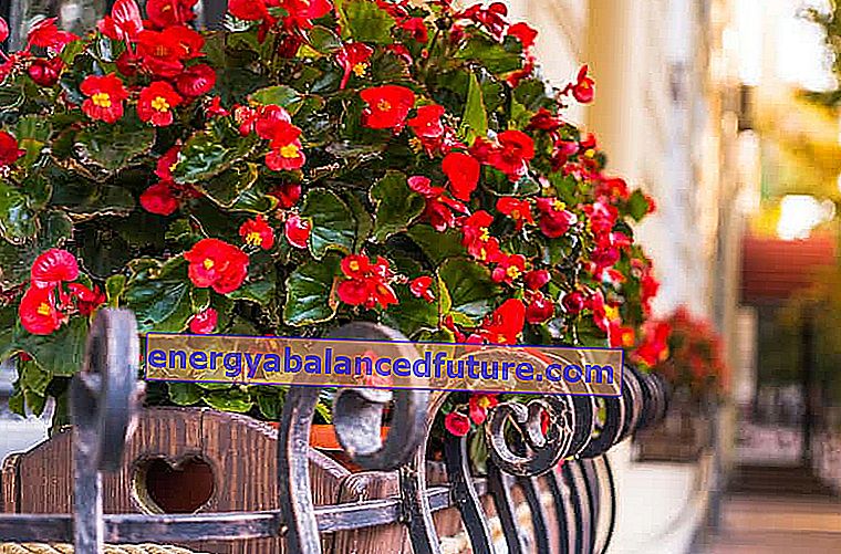 Бегонія, що висить під час цвітіння, є прекрасним способом прикраси балкону та як терасної рослини.  Догляд за нею не найскладніший.
