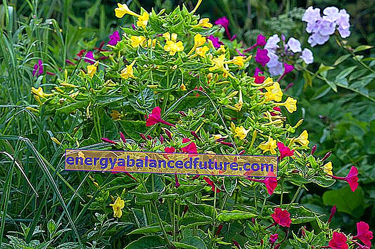 Jalapa ucube - bu güzel çiçeğin ekilmesi, büyümesi ve bakımı nasıl yapılır?  2