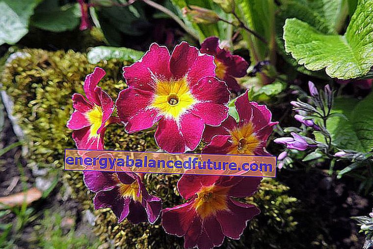 Primula κήπου - ποικιλίες, καλλιέργεια, πότισμα, φροντίδα 3