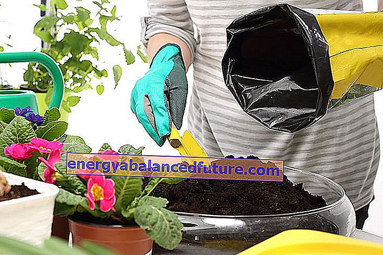 Primula κήπου - ποικιλίες, καλλιέργεια, πότισμα, φροντίδα 2