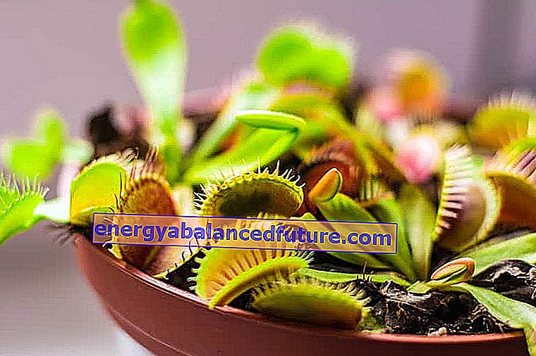 American Venus flytrap - ποικιλίες, τιμή, αναπαραγωγή, φροντίδα 2