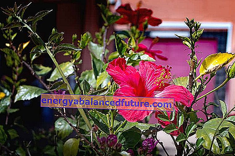 Hibiscus kinesisk rose - sorter, dyrkning, pleje, vanding, reproduktion