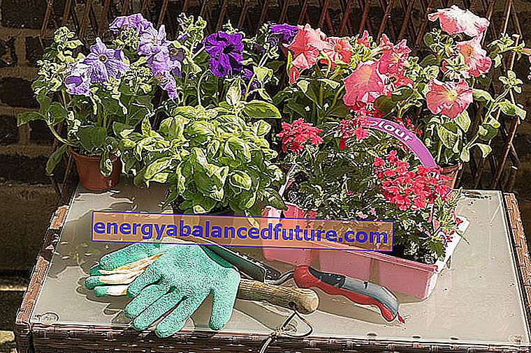 Aiaverbena - ilusa aialille sordid, kasvatamine ja hooldamine 3