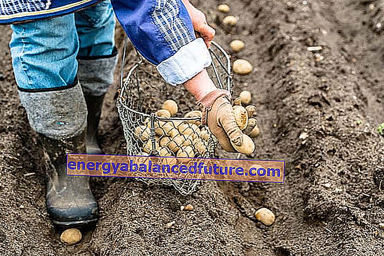 Výsadba zemiakov krok za krokom - ako a kedy sadiť zemiaky?