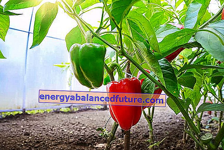 Καλλιέργεια πιπεριών στο έδαφος - ποικιλίες, φύτευση, αναπαραγωγή, πρακτικές συμβουλές