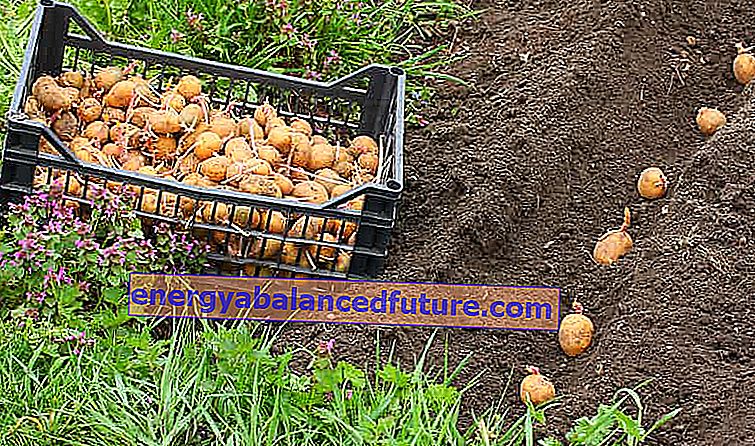 גידול תפוח אדמה שלב אחר שלב - שתילה, קציר, דישון, טיפים