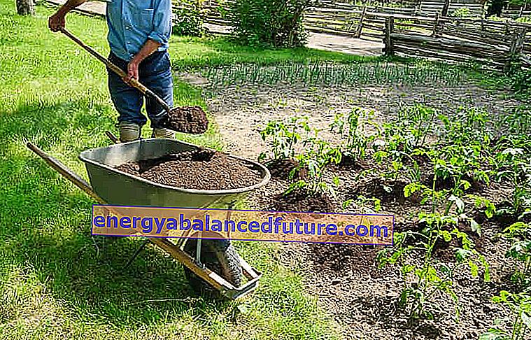 Dyrking av en potet trinnvis - planting, høsting, gjødsling, tips