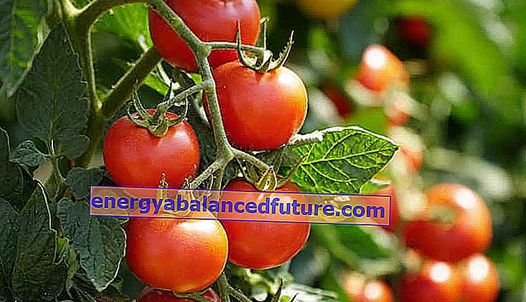 Kas tomat on puu või köögivili? Me selgitame