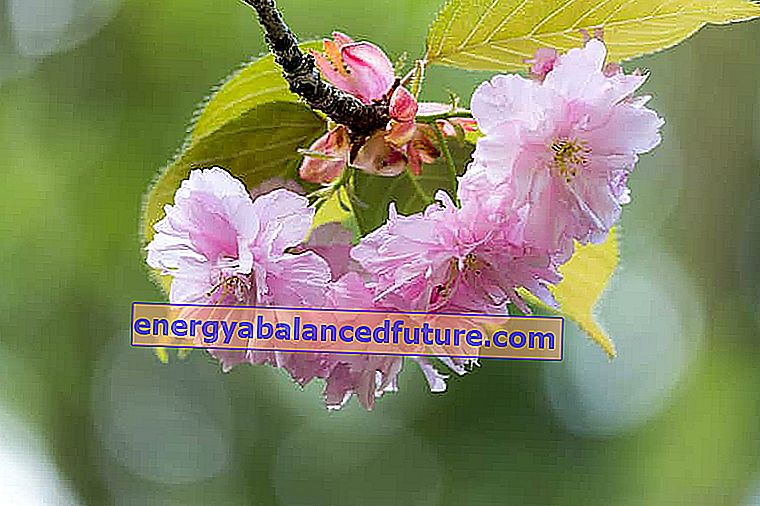 Japansk ornamental kirsebær - beskrivelse, planting, stell, dyrking, beskjæring