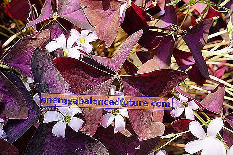 Trojuholníkový (fialový) oxalis v kvetináči - pestovanie, starostlivosť, požiadavky, zaujímavosti 2