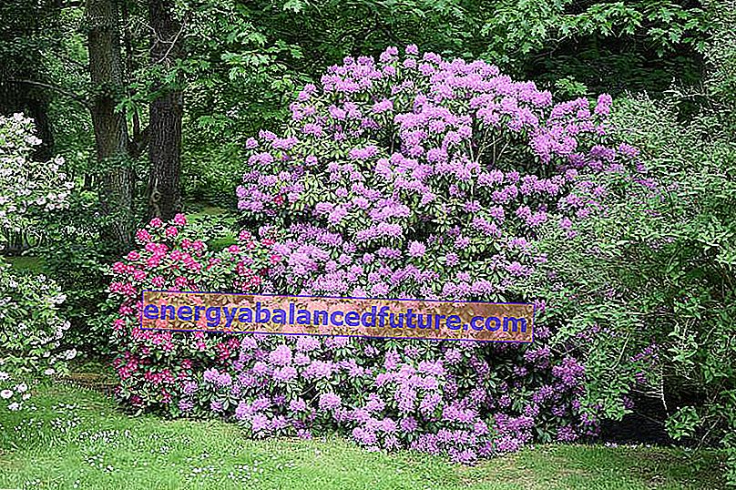 Rododendro púrpura sobre un fondo verde en el jardín, así como precios de rododendro