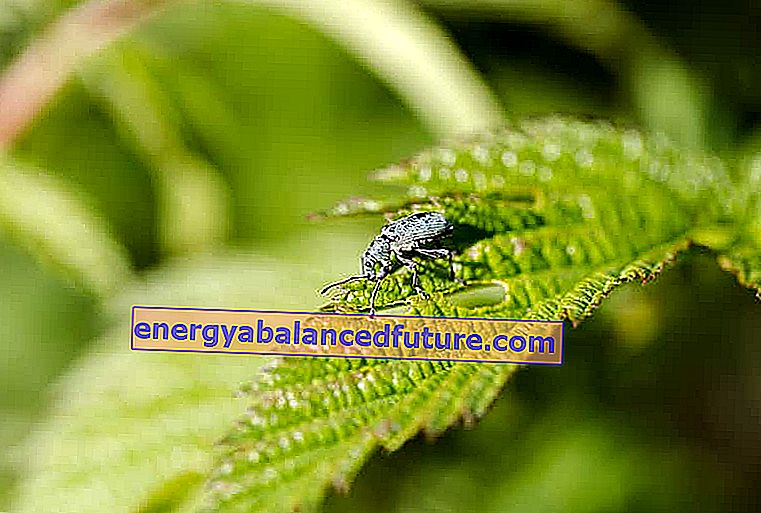 Hovne insekter - de beste metodene og forberedelsene for å bekjempe hevelse