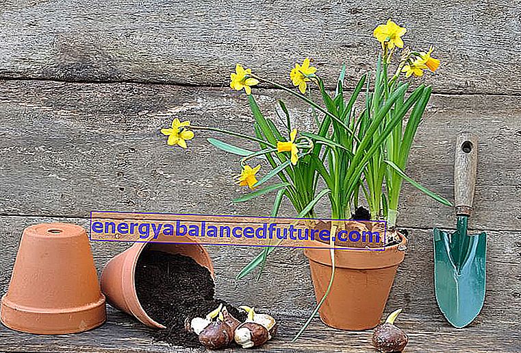 Påskelilje (narcissus påskelilje) - plantning, dyrkning, pleje 2