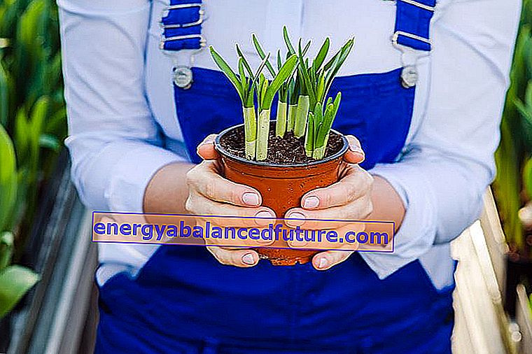 Påskelilje (narcissus påskelilje) - plantning, dyrkning, pleje 3
