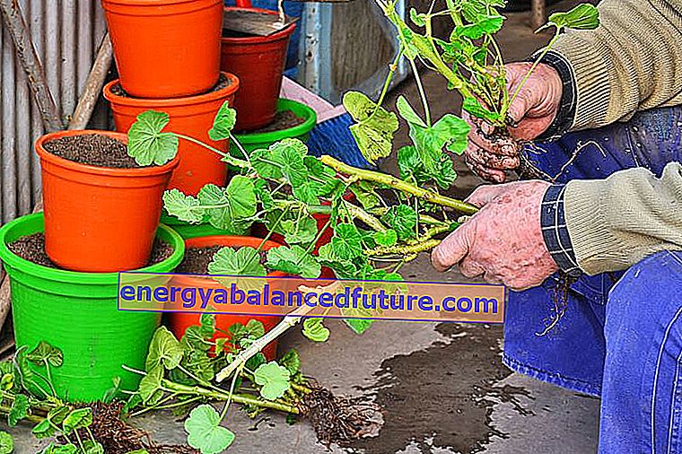 Pelargoniumien lisääntyminen askel askeleelta - kuinka räjähtää pelargonioita?  2