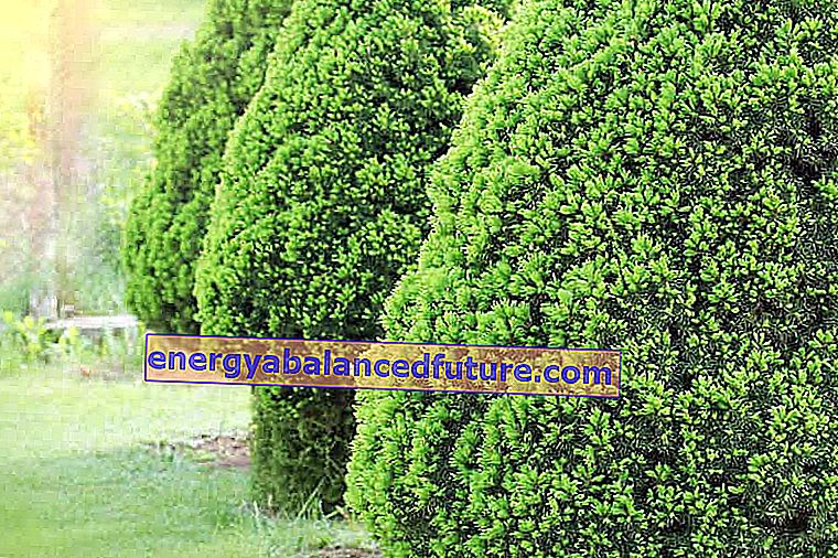 Conica hvid gran (Picea glauca Conica) - dyrkning, pleje, sygdomme, rådgivning