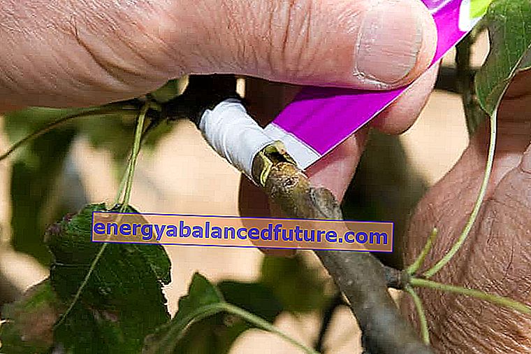 Pode trær og pode frukttrær ved hjelp av en spesiell tape av en gartner i en frukthage