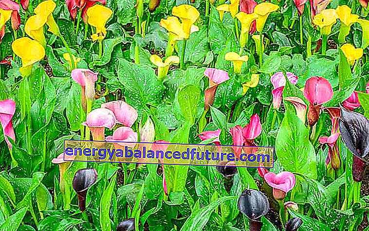 Garden calla - dyrking og stell av en vakker hageblomst
